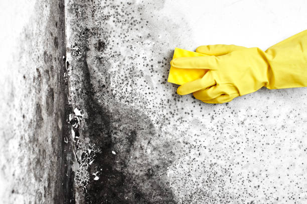 Best DIY Mold Remediation Support Services in Cascade, ID