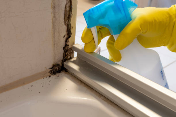 Best Emergency Mold Remediation in Cascade, ID