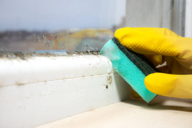 Best Mold Remediation for Specific Building Types in Cascade, ID