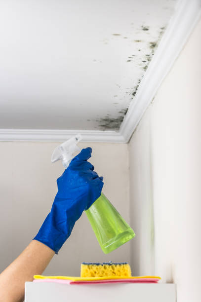 Best Kitchen Mold Remediation in Cascade, ID